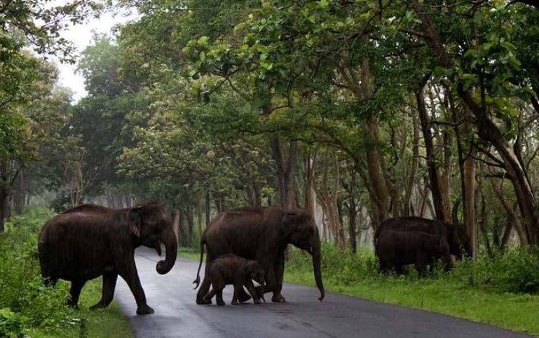 Biligiri Rangaswamy Temple Wildlife Sanctuary, Chamarajanagar, Karnataka - Vushii.com